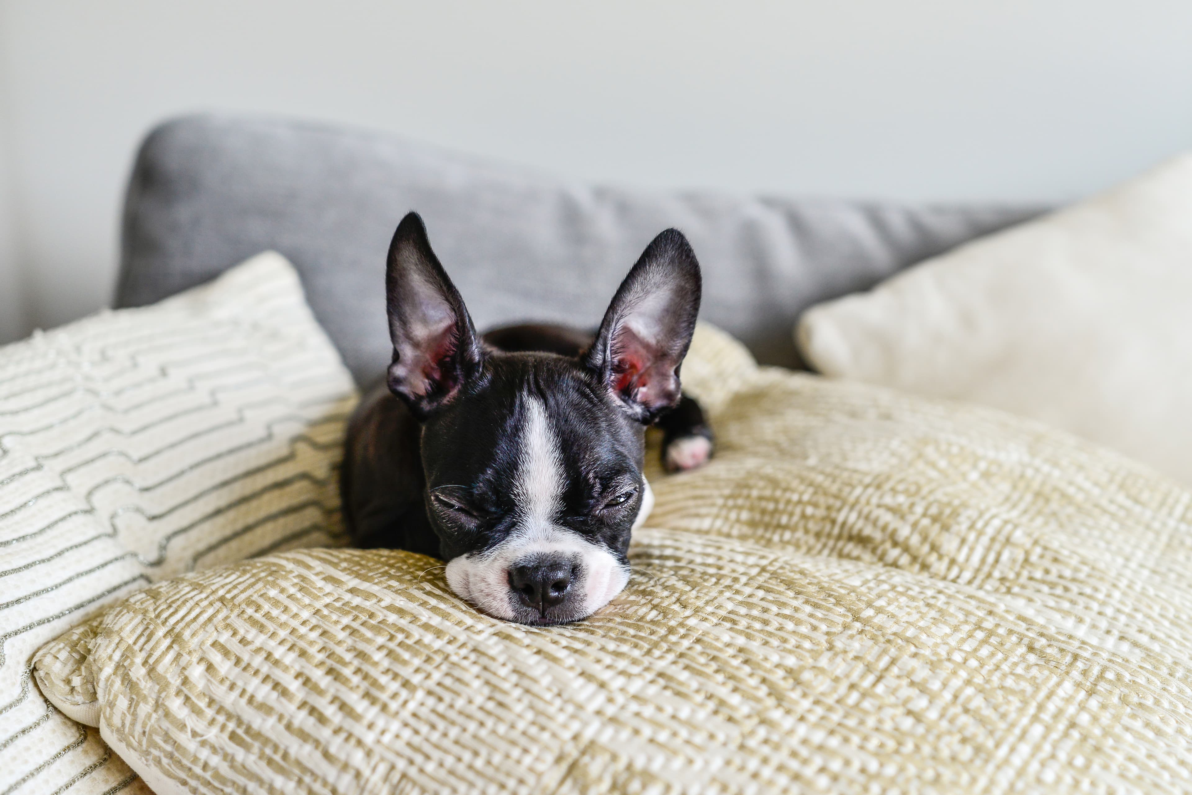 Young dog resting comfortably on a sofa at home
