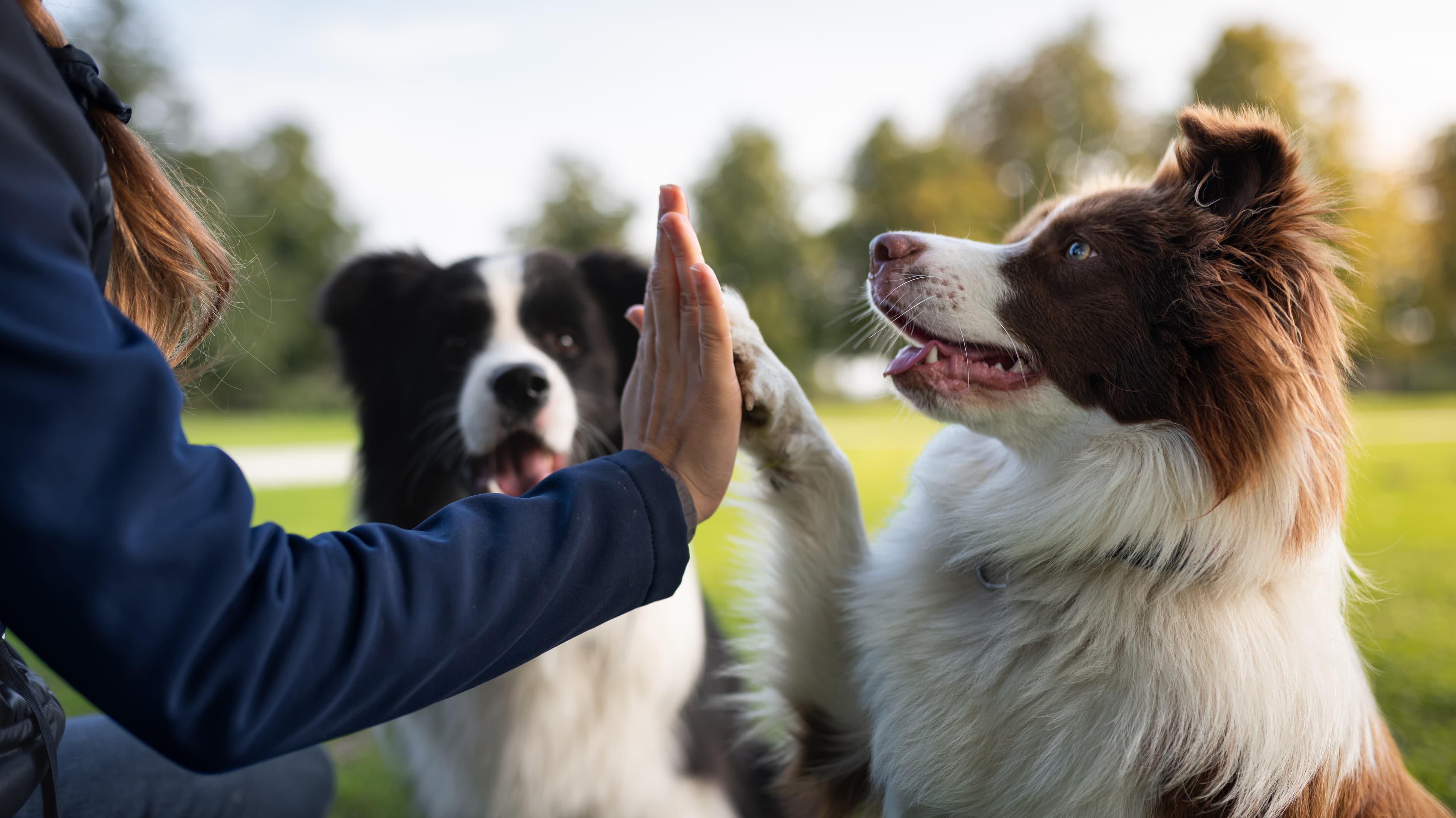 Person spending focused time training and bonding with a dog in a park