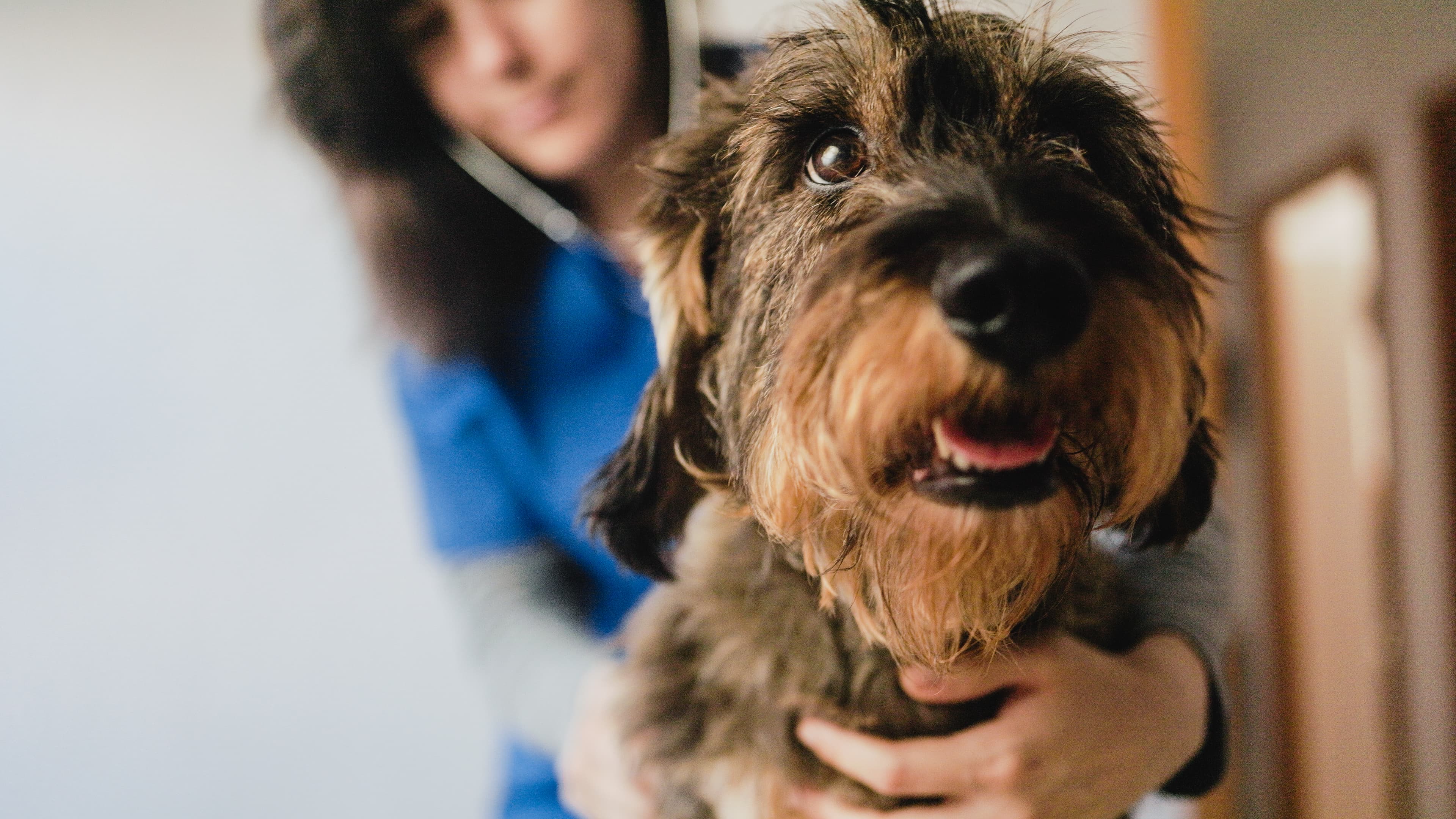 Veterinarian examining a dog during a check-up or emergency visit