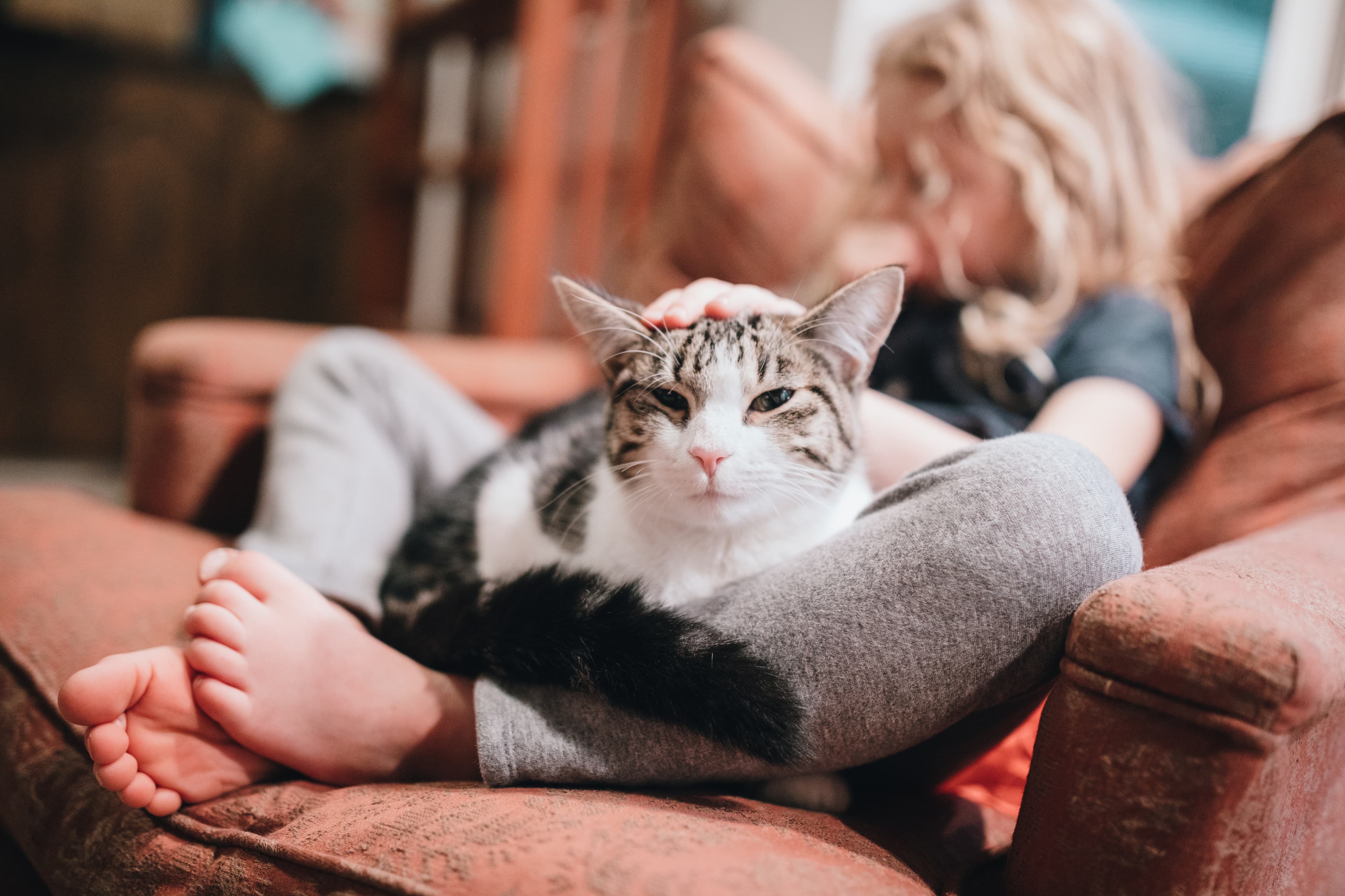 Cat resting calmly beside a child on a sofa at home